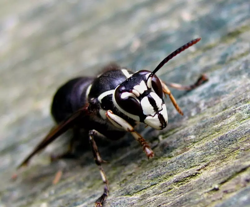 black and white hornet identification