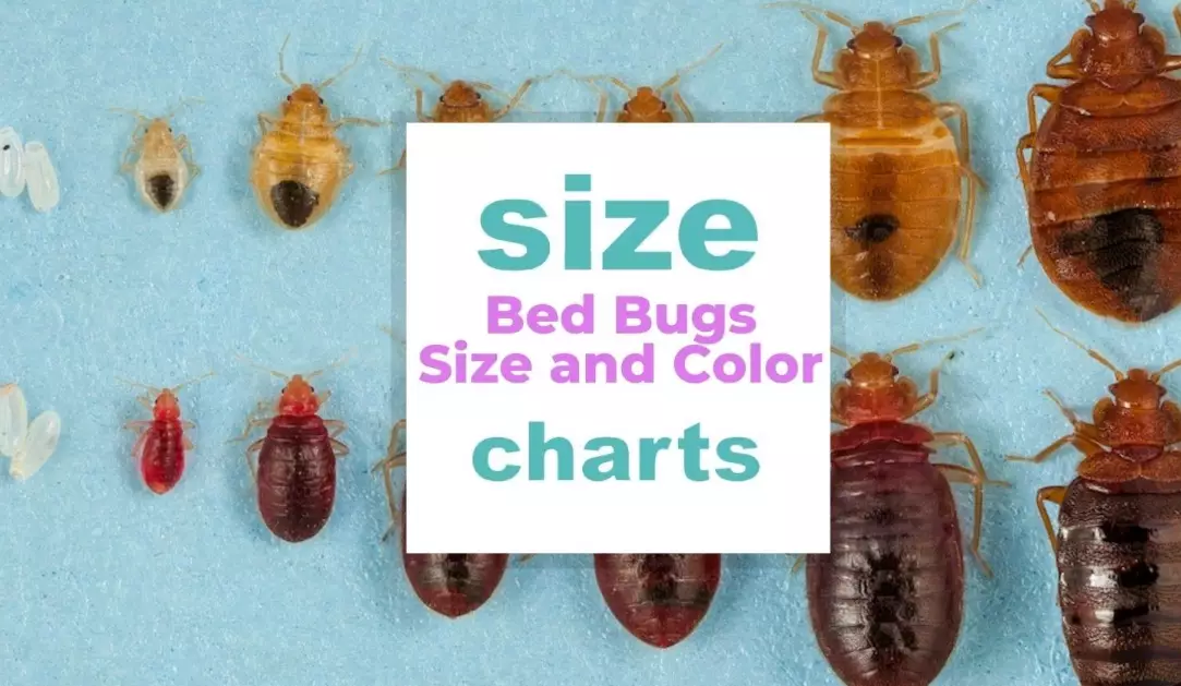 bed bug size bed bug size