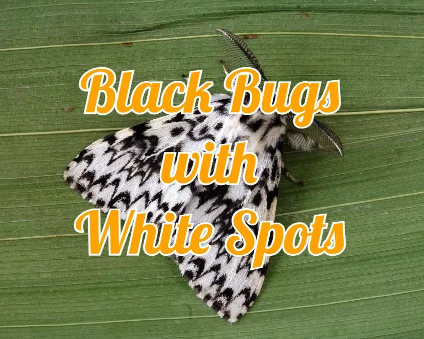 bug black white spots