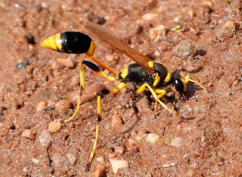 how to get rid of mud daubers
