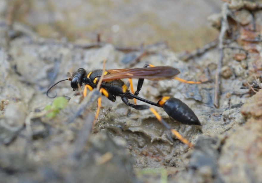mud dauber nest