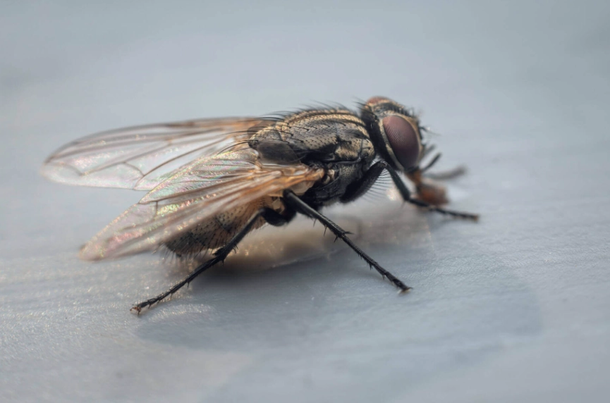 house fly prevention tips