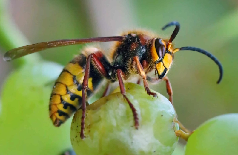european hornet sting