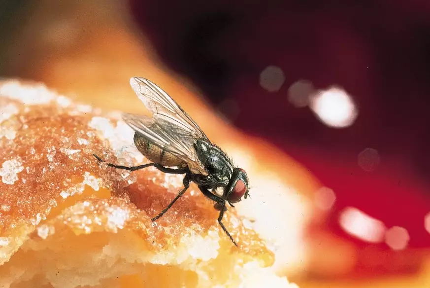how to get rid of house flies