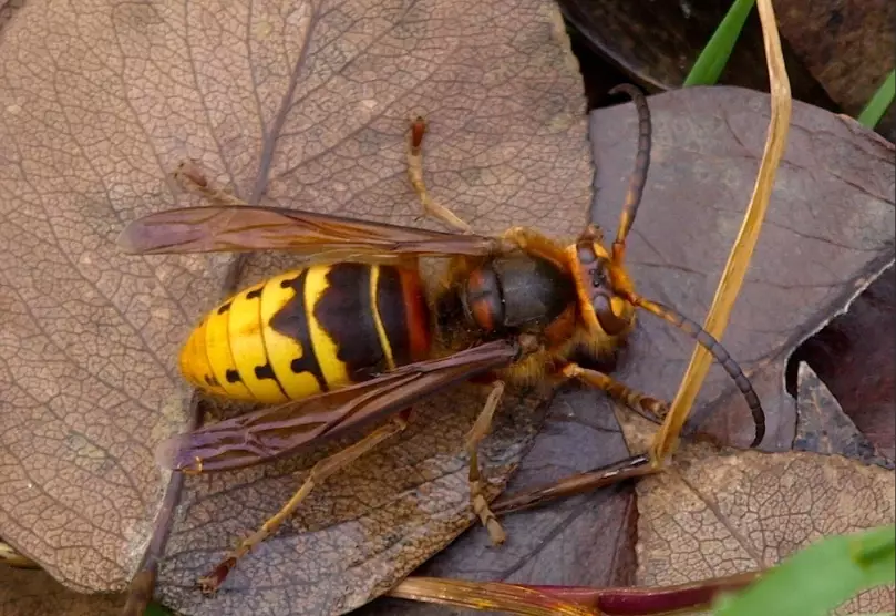 european hornet vs yellow jacket