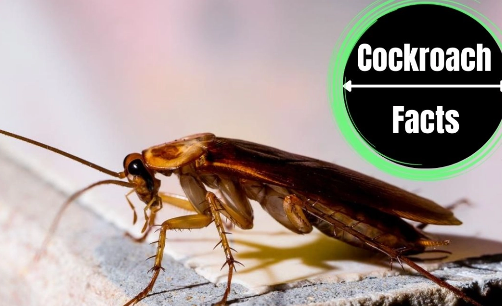 attributes of a cockroach