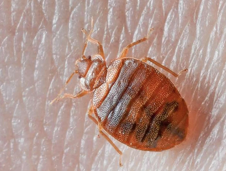 how to get rid of bed bugs how to get rid of bed bugs