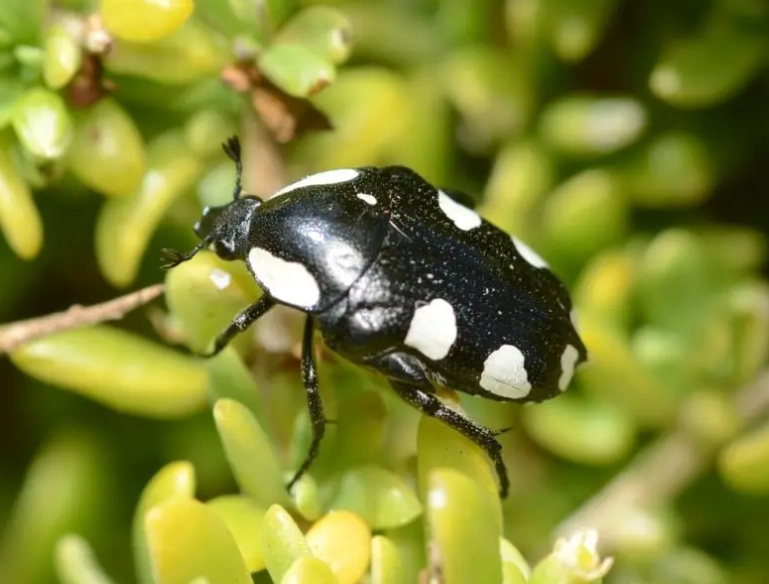 spotted garden pests spotted garden pests