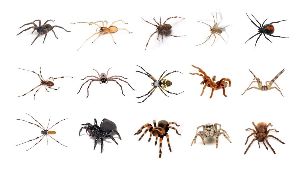 common spiders