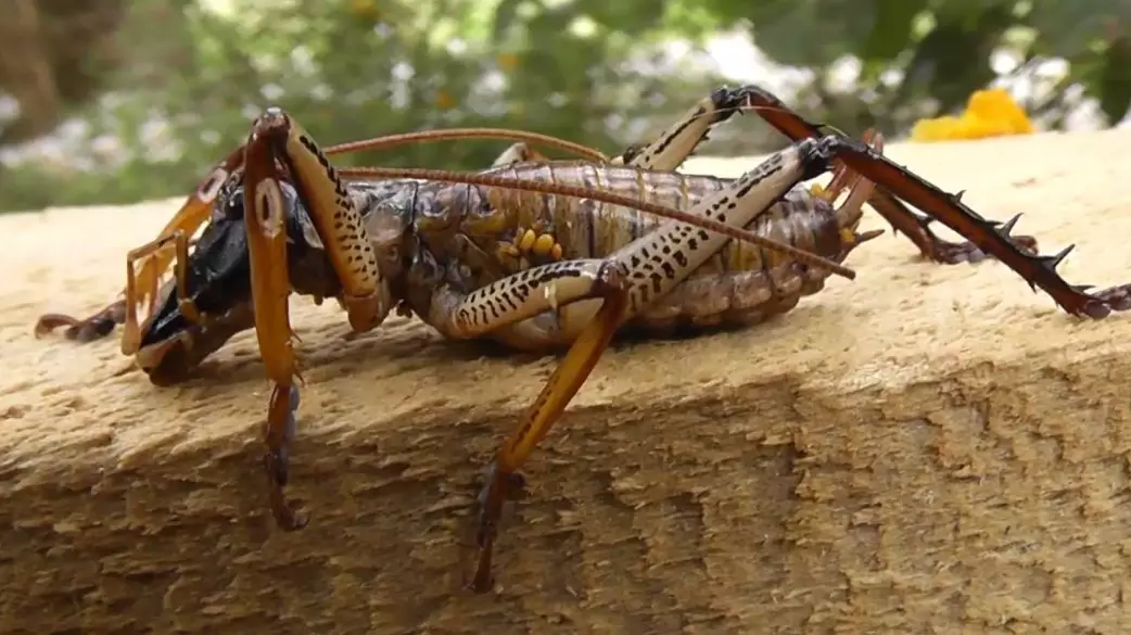 understanding cricket game dynamics