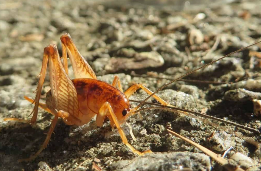 camel back cricket identification camel back cricket identification