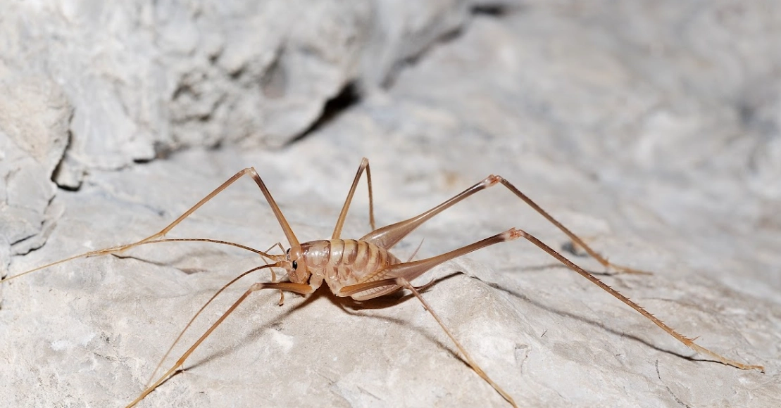 camel back cricket infestation camel back cricket infestation