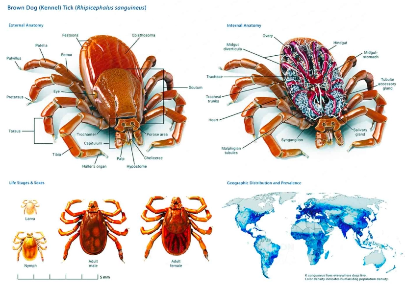 Are Ticks Insects? The Surprising Truth and Why It Matters