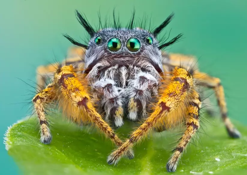 spider bite prevention