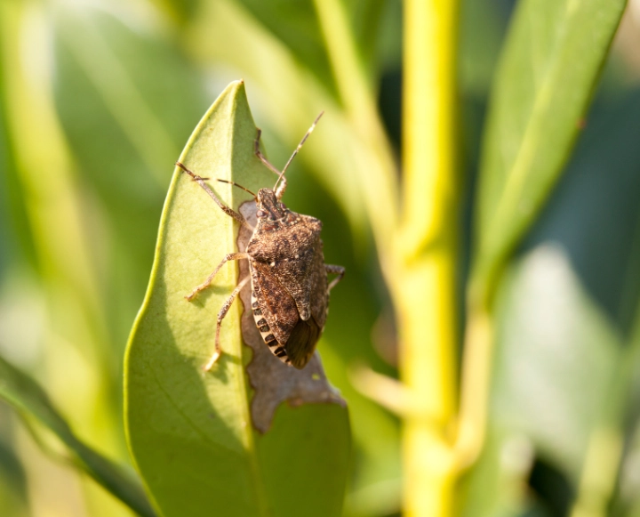 brown marmorated stink bug brown marmorated stink bug