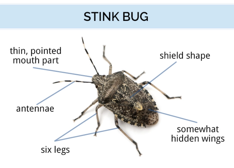 what does a stink bug look like what does a stink bug look like