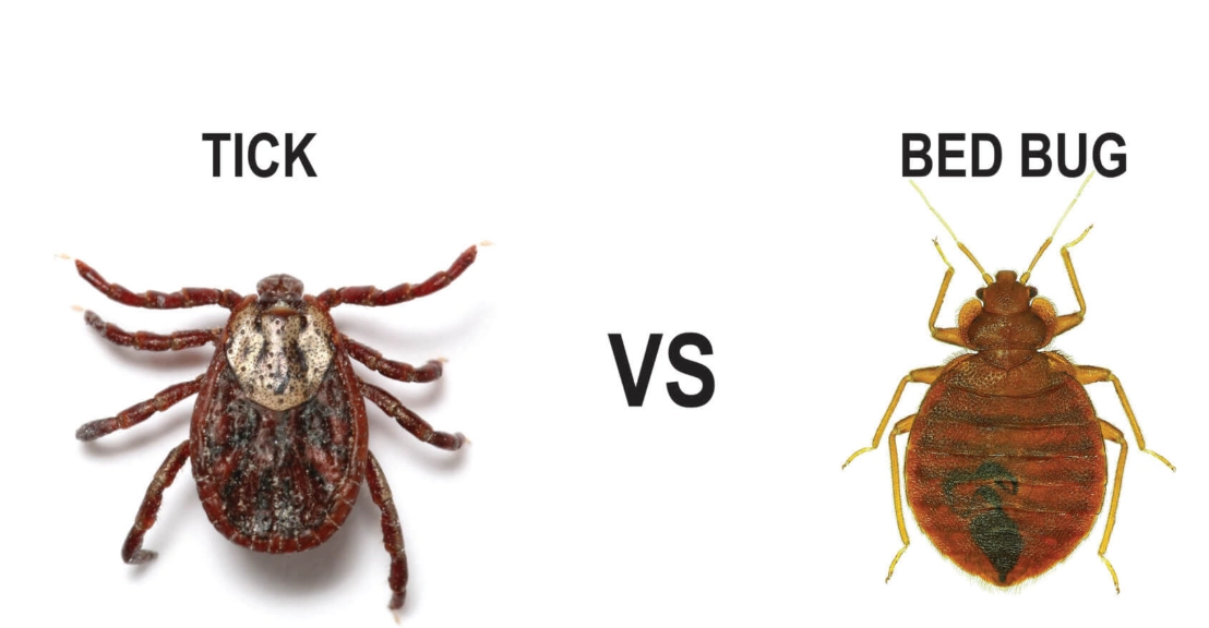 tick classification