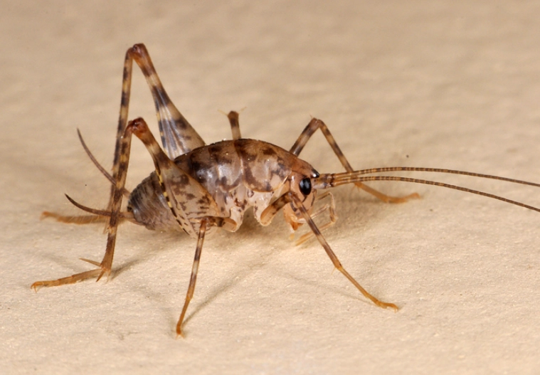 cricket batting power