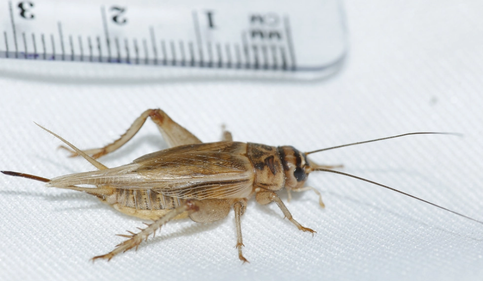 cricket batting power