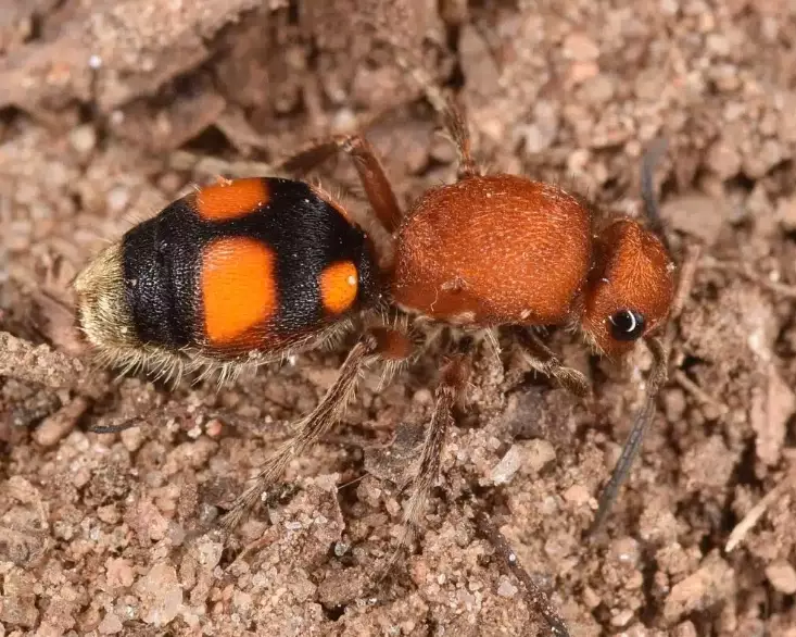 how to get rid of big ants