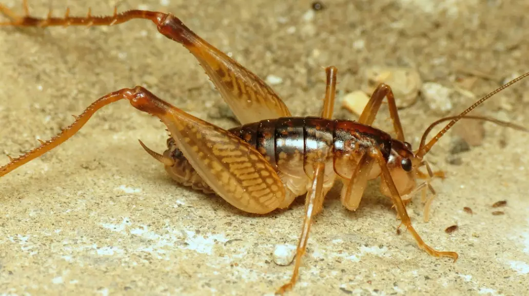 camel back cricket identification camel back cricket identification