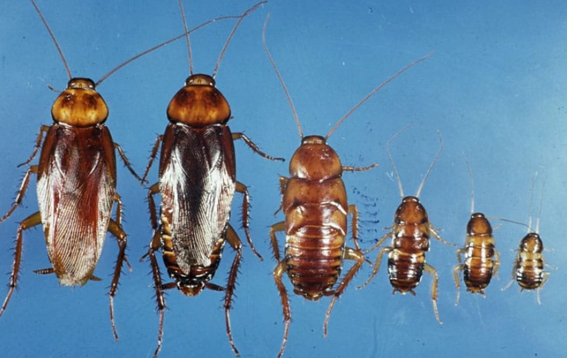 roach infestation legal rights