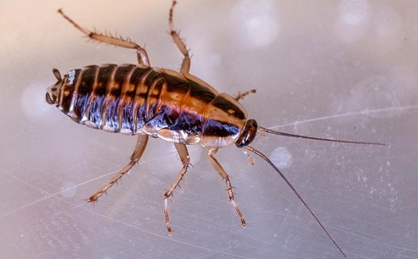 German Roach Identification Guide: What They Look Like & How to Spot Them