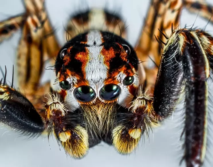 spider bite prevention