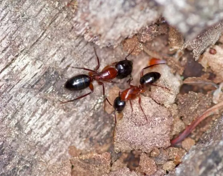giant red and black ant