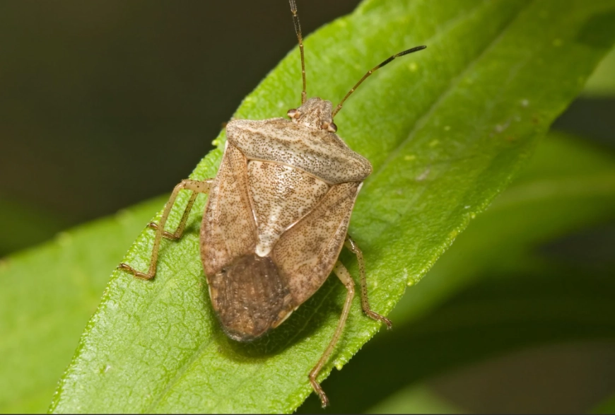 stink bugs stink bugs