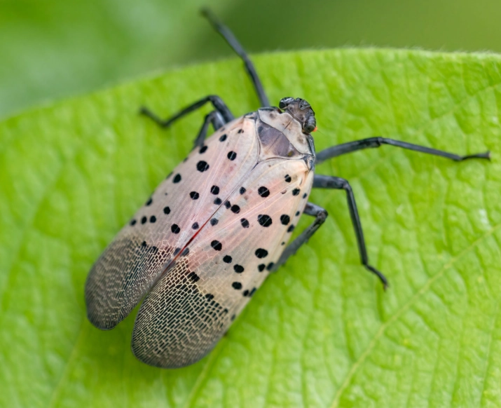 black and white spotted beetle black and white spotted beetle
