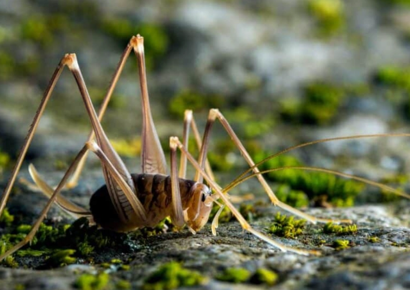 how to get rid of camel back crickets how to get rid of camel back crickets