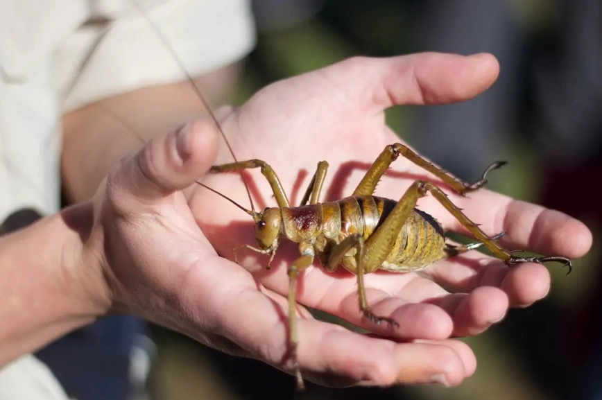large cricket match strategy