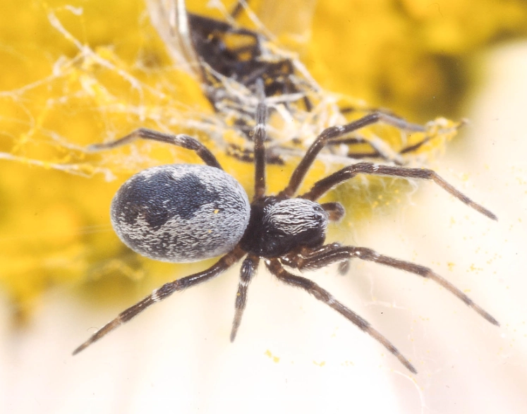 spider bite treatment