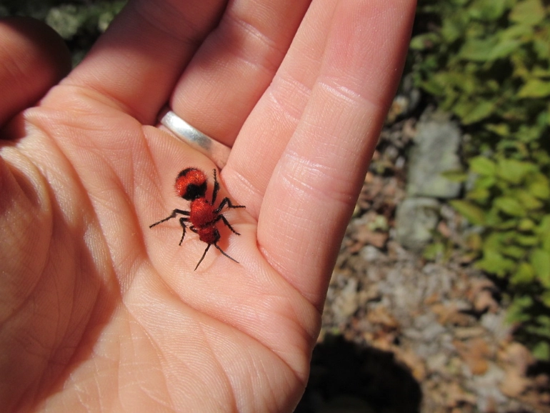 carpenter ant identification