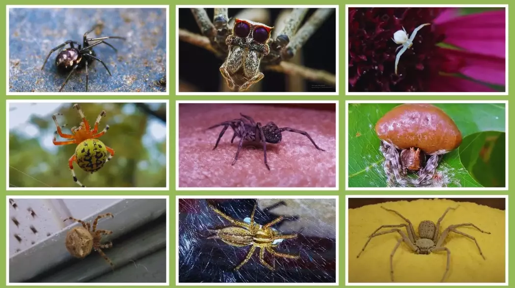 types of spiders