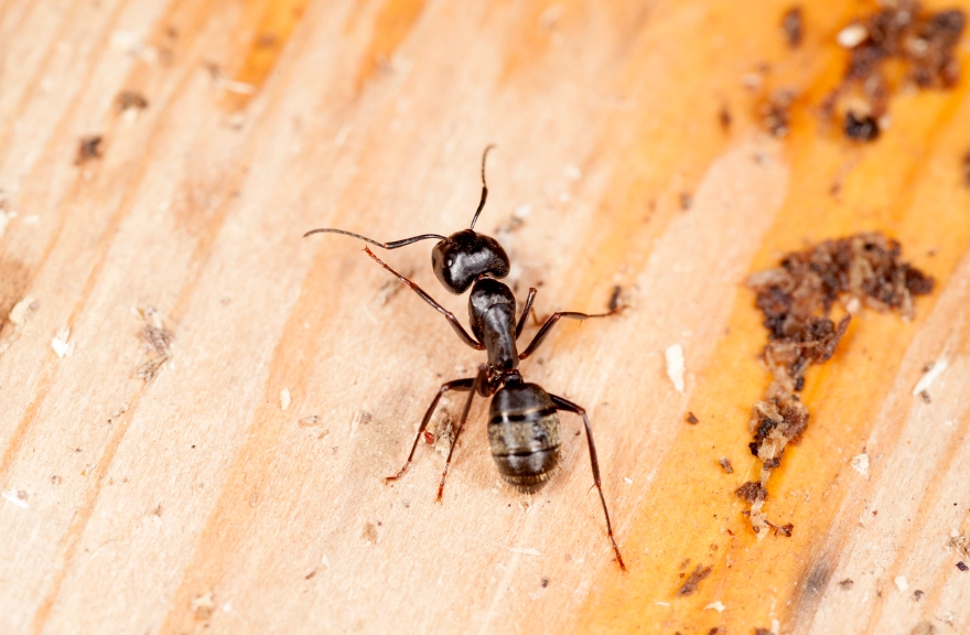 carpenter ants