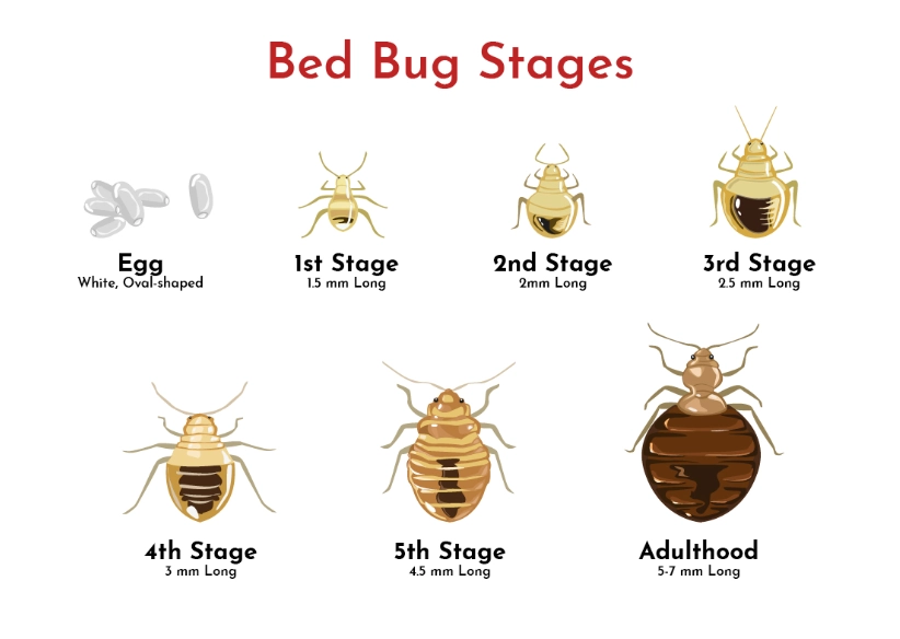 bed bug treatment
