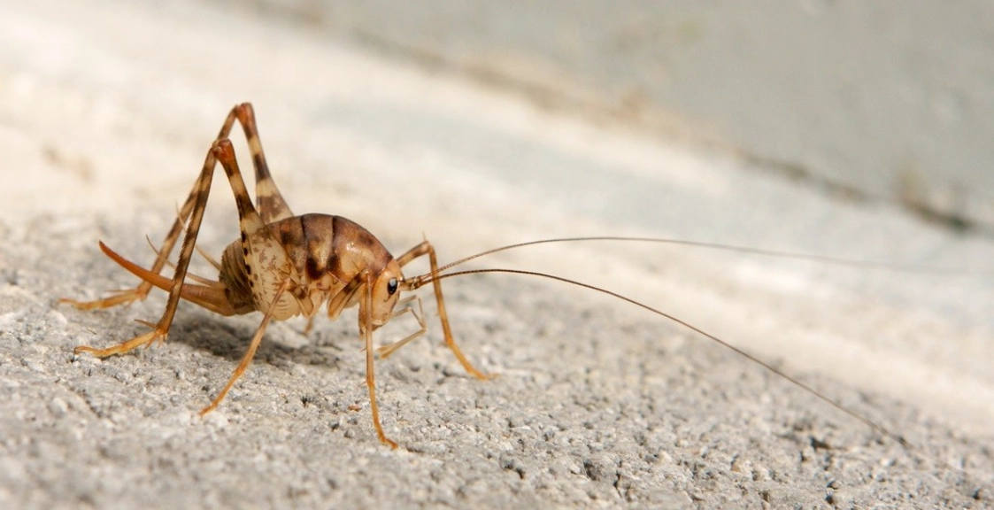camel back cricket infestation camel back cricket infestation