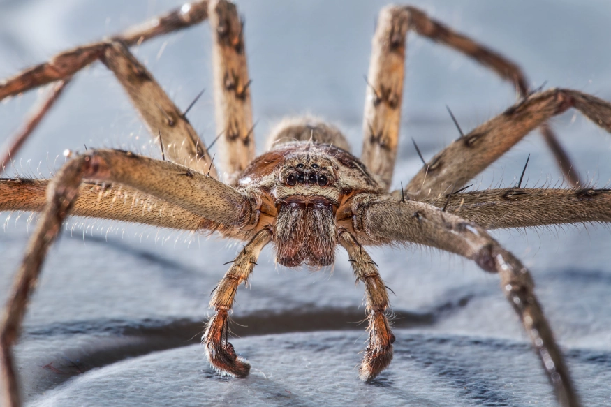 Spider Bite Symptoms, Treatment & Prevention Guide