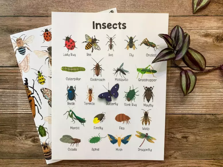 insect identification guide insect identification guide