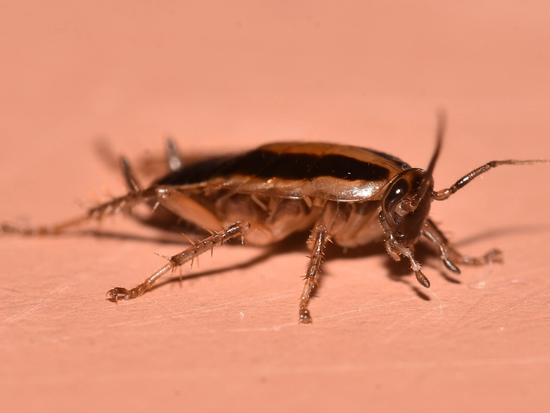 german cockroach identification