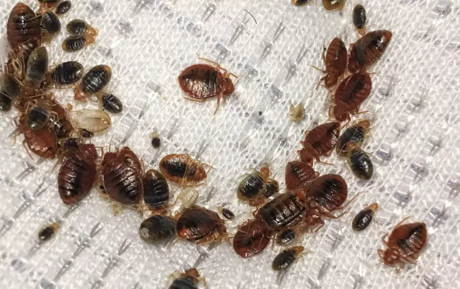 bed bug bites bed bug bites