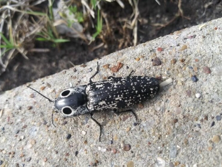 cucumber beetle control cucumber beetle control