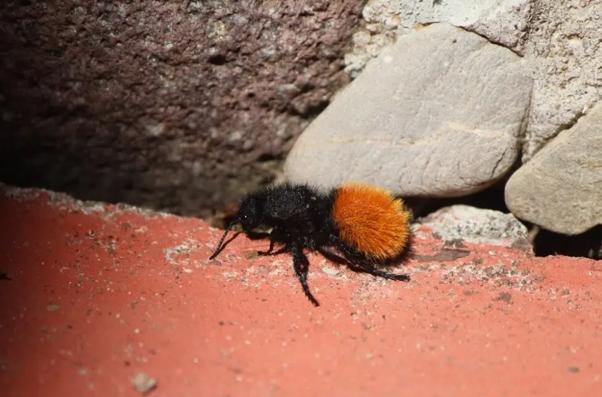 how to get rid of big ants