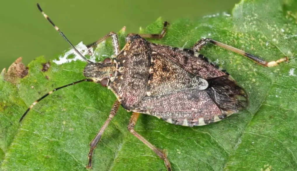 How to Identify, Prevent, and Eliminate Smelly Insects in Your Home