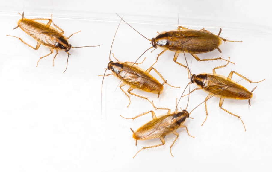 german cockroach identification