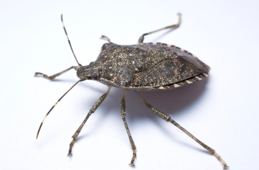 what does a stink bug look like