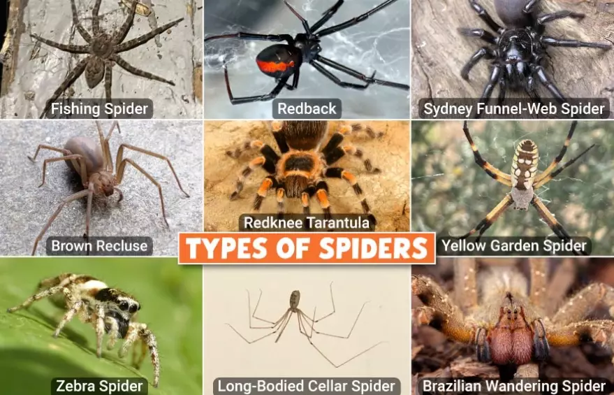 different kinds of spiders