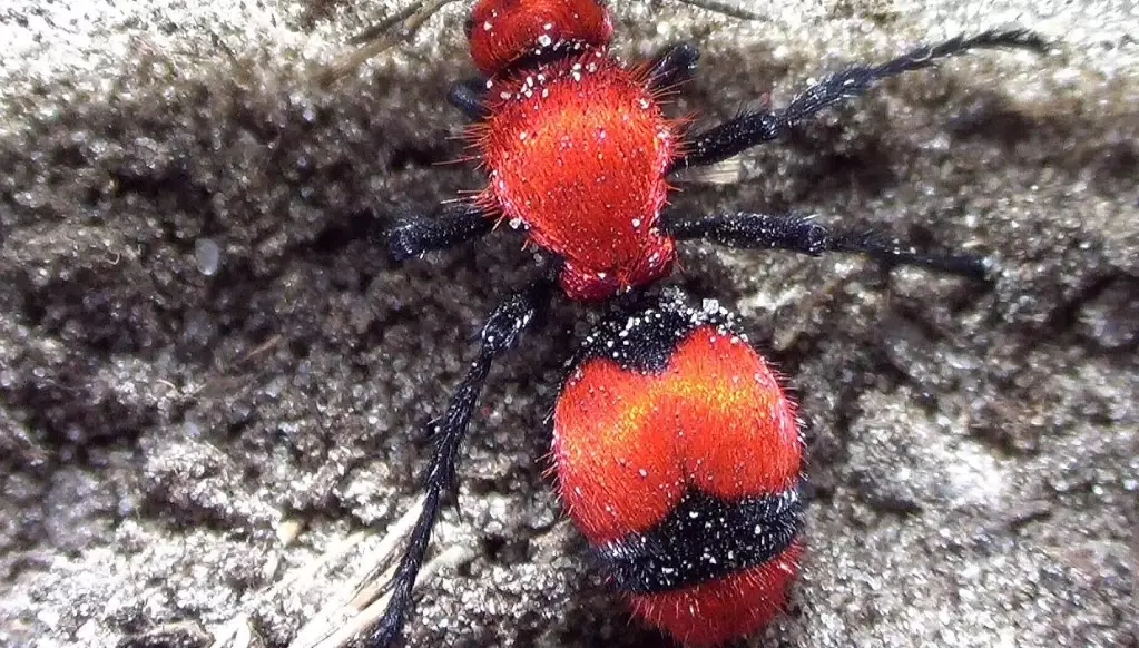 carpenter ant identification